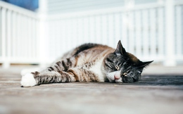 Vì sao mèo nhà bạn thường ngủ nghiêng bên trái: Bí mật khoa học thú vị phía sau thói quen quen thuộc