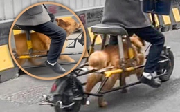 Người đàn ông Trung Quốc biến thú cưng thành “động cơ sống”, cảnh tượng trên đường khiến mạng xã hội phẫn nộ