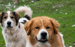 Phát hiện DNA chó cổ nhất lịch sử: Hé lộ mối quan hệ 16.000 năm giữa con người và loài chó