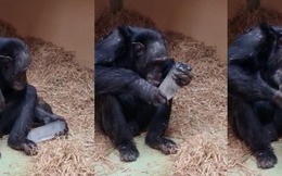 Nghiên cứu về loài tinh tinh tại Tây Ban Nha hé lộ niềm đam mê chung đối với các tinh thể giữa linh trưởng và người