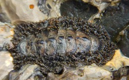 Phát hiện loài hóa thạch sống mang bộ giáp cổ đại 300 triệu năm tại các vùng triều ven biển Hàn Quốc