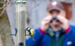 Lợi ích bất ngờ của việc ngắm chim