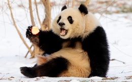 Cú lừa thế kỷ về khả năng sinh sản của gấu trúc: Tỷ lệ thành công 95% trong hoang dã nhưng lại bị con người ép tuyệt tự?