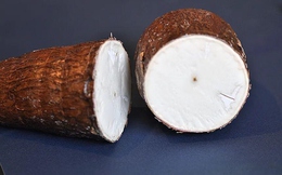 Bí ẩn về loài cây mang kịch độc chết người nhưng lại là nguồn lương thực nuôi sống hàng trăm triệu sinh mệnh