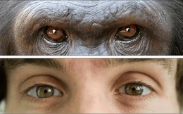 Tại sao con người có lòng trắng mắt rõ ràng trong khi phần lớn loài vượn lại có mắt tối màu?