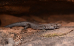Phát hiện gây chấn động: “Kẻ ẩn mình” lộ diện trong sa mạc Australia, loài thằn lằn hiếm chỉ còn dưới 20 cá thể