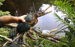 Bí ẩn loài tôm khổng lồ Tasmania dài 80 cm gây sốt mạng nhưng vì sao loài “quái vật nước ngọt” này không thể nuôi đại trà