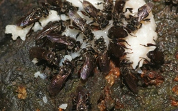 Loài ong ăn thịt thối nhưng vẫn tạo ra mật ngọt, bí ẩn tiến hóa khiến giới khoa học kinh ngạc