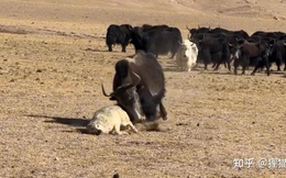 Cảnh tượng hiếm gặp giữa cao nguyên Tây Tạng: Sói hoang giả chết giữa vòng vây bò Tây Tạng gây tranh cãi dữ dội