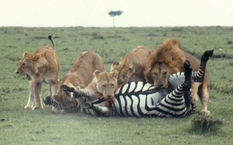 Nghiên cứu ngựa vằn hơn 100 năm, các nhà sinh vật học bối rối vì hóa ra bộ vằn này vốn không phải để ngụy trang