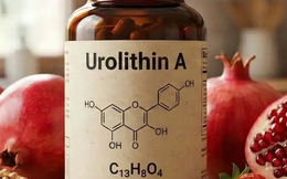 Urolithin A: Hợp chất chống lão hóa có thử nghiệm lâm sàng trên người, tăng 12% sức mạnh cơ bắp, cải thiện sức bền hiếu khí ở người trung niên