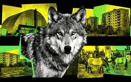 Sói đột biến gen, ngựa tuyệt chủng hồi sinh, loài chó trải qua 20 thế hệ vẫn sống: Chernobyl đang làm điều không ai dám nghĩ đến sau 40 năm