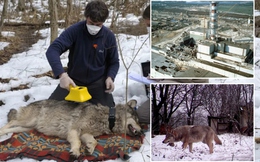 Bầy sói sống giữa vùng đất chết Chernobyl đang tiến hóa kỳ lạ, các nhà khoa học phát hiện điều đáng kinh ngạc