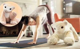 “Cha đẻ robot hút bụi” quay lại khởi nghiệp: Tạo ra một “thú cưng cyber” hiểu cảm xúc con người