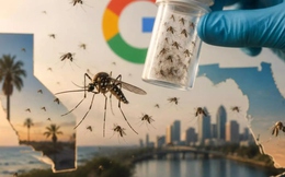 Vì sao Google lại dự định xin phép thả 32 triệu con muỗi mang bệnh ra ngoài môi trường?