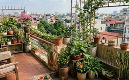 Lời khuyên khi đặt nhiều chậu cây trên ban công, sân thượng