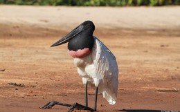 Bí ẩn về loài chim khổng lồ mang chiếc cổ phình to bất thường giữa vùng ngập nước Brazil