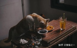 Sự thật bất ngờ đằng sau thói quen ăn vài miếng rồi bỏ của mèo khiến người nuôi kinh ngạc