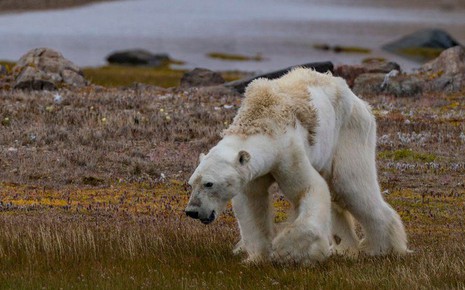 Khi Bắc Cực không còn băng: Đâu sẽ là số phận của những con gấu trắng cuối cùng