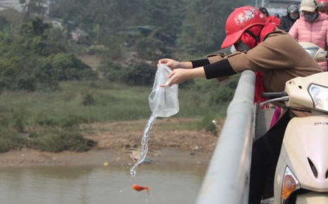 Cá chép thả từ độ cao 20 mét xuống nước có còn sống được không?