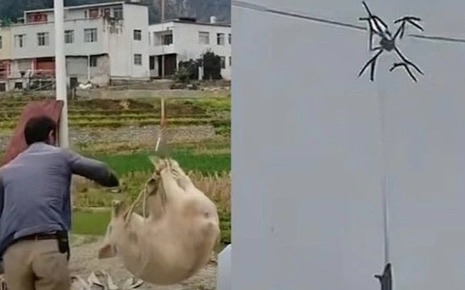 Con lợn biết bay khiến cả làng mất điện