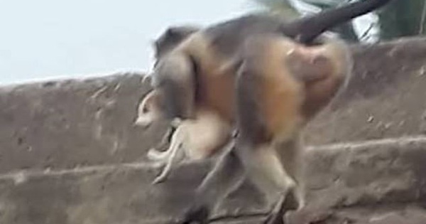 Monkeys pull 250 dogs to the roof of a high-rise building and then push down to take revenge?
