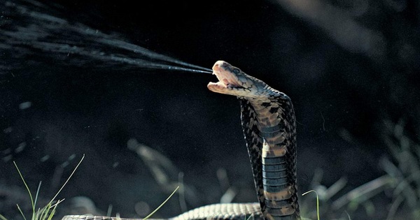 Vì sao một số loài rắn lại tiến hóa để phun ra nọc độc?
