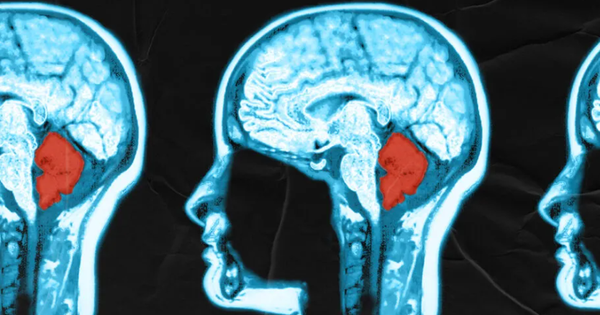 Phát hiện chức năng hoàn toàn mới của tiểu não: 200 năm vẫn khiến nhà khoa học ngạc nhiên!