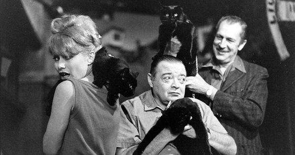 Rare photos of Hollywood’s cat casting cast in 1961