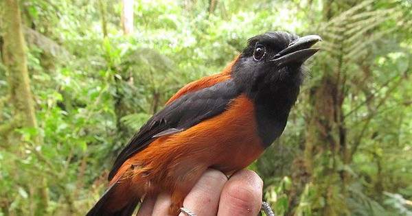 The first and only bird on the planet recorded as poisonous