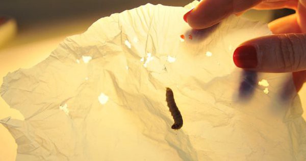 Digestive enzymes of wax worms can break down plastic, potentially creating a breakthrough for the recycling industry