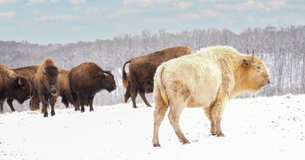 Vì sao bò rừng trắng được coi là biểu tượng thiêng liêng của bộ tộc Lakota?