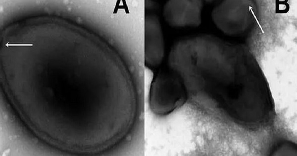 Giới khoa học lo ngại khi virus cổ đại 'hồi sinh' sau gần 50.000 năm chôn vùi dưới băng vĩnh cửu
