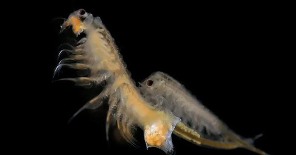 Artemia Salina: Sinh vật có thể tồn tại tới 10.000 năm