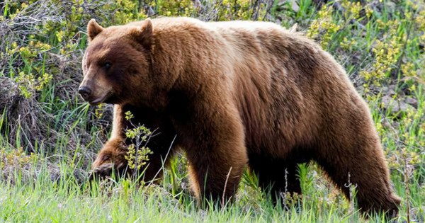 Gấu đen Mỹ lông nâu đỏ: Các bạn đã thử tìm hiểu về gấu đen Mỹ lông nâu đỏ chưa? Được biết đây là một loài gấu to lớn, đầy uy lực với sức mạnh khủng khiếp. Hãy đón xem hình ảnh của chúng tôi để khám phá vẻ đẹp của những con vật hoang dã này.