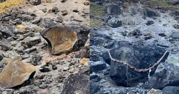 日本の九尾のキツネのアザラシ石でさらに8頭のイノシシが死亡したが、科学者はそれは驚くべきことではないと言う
