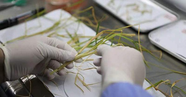 Successfully experimenting with life-cycle rice cultivation in space