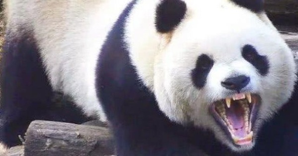 Tại sao sư tử và hổ không ăn thịt gấu trúc?