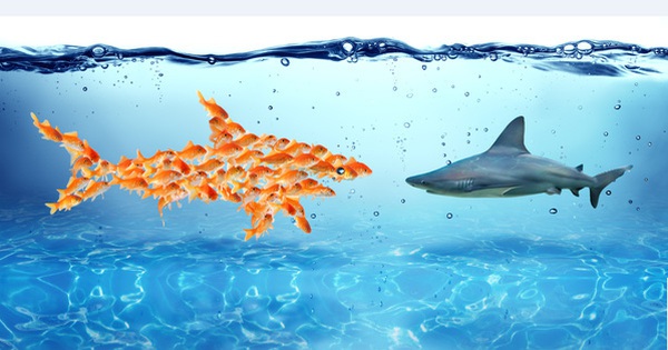 Koi fish and your cat may eat shark meat for a long time without you knowing it
