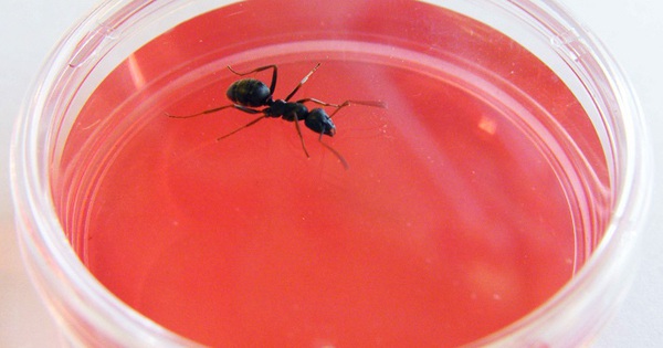 New research shows that hearing ants, like dogs, have the potential to sniff out cancer cells