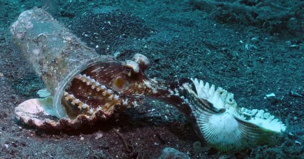 Too much trash on the seabed, octopus now prefer to make a home in trash than coral and shells