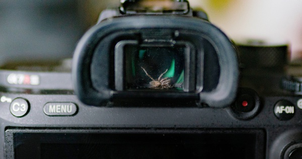 Photographer discovered a live spider in the camera viewfinder, decided to “befriend” it