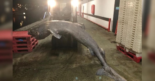 A 100-year-old Greenland shark with a length of 4m washes up on the British coast