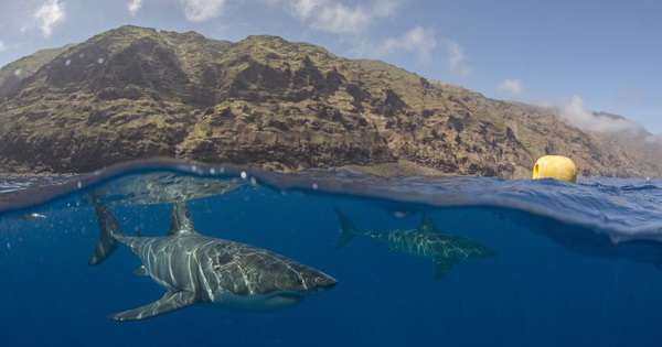 Aggressive white sharks tend to form “hunting companions” groups.