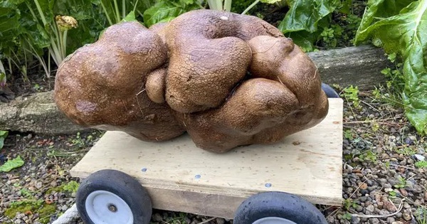 The world’s largest potato turned out to be ‘not a potato’, according to DNA test results