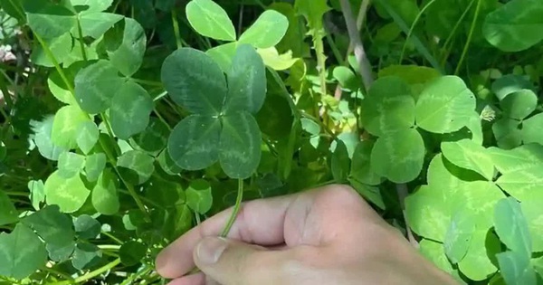 Collection of thousands of clover blades of the “luckiest man in the world”