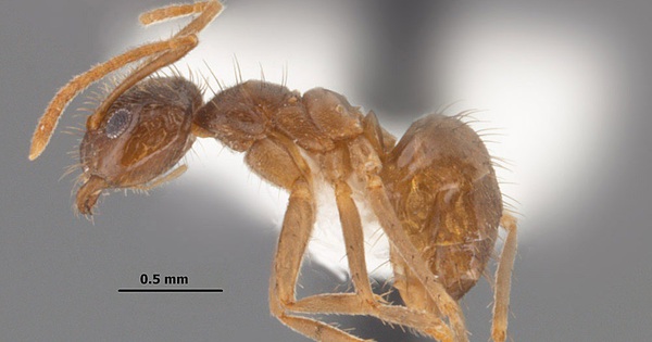 The cruel fate of crazy ants in Texas