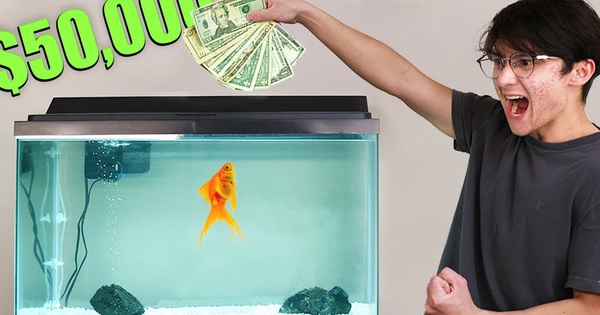 ‘Fighting’ stocks with goldfish, programmers profit more than 1,000 USD