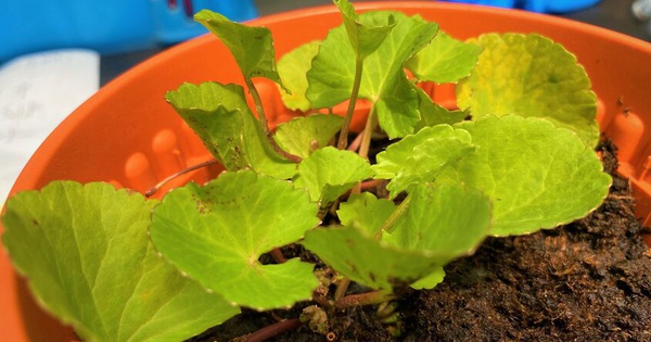 Singapore scientists list up effective tropical plants to detoxify the soil, including gotu kola and ferns