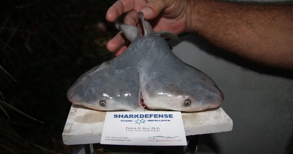Two-headed sharks are appearing more and more and no one knows why